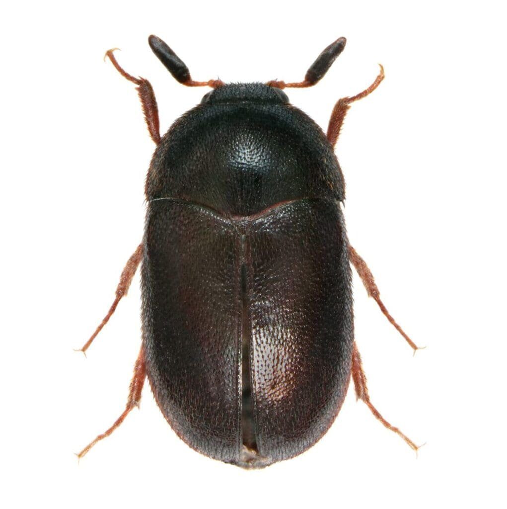Black carpet beetle