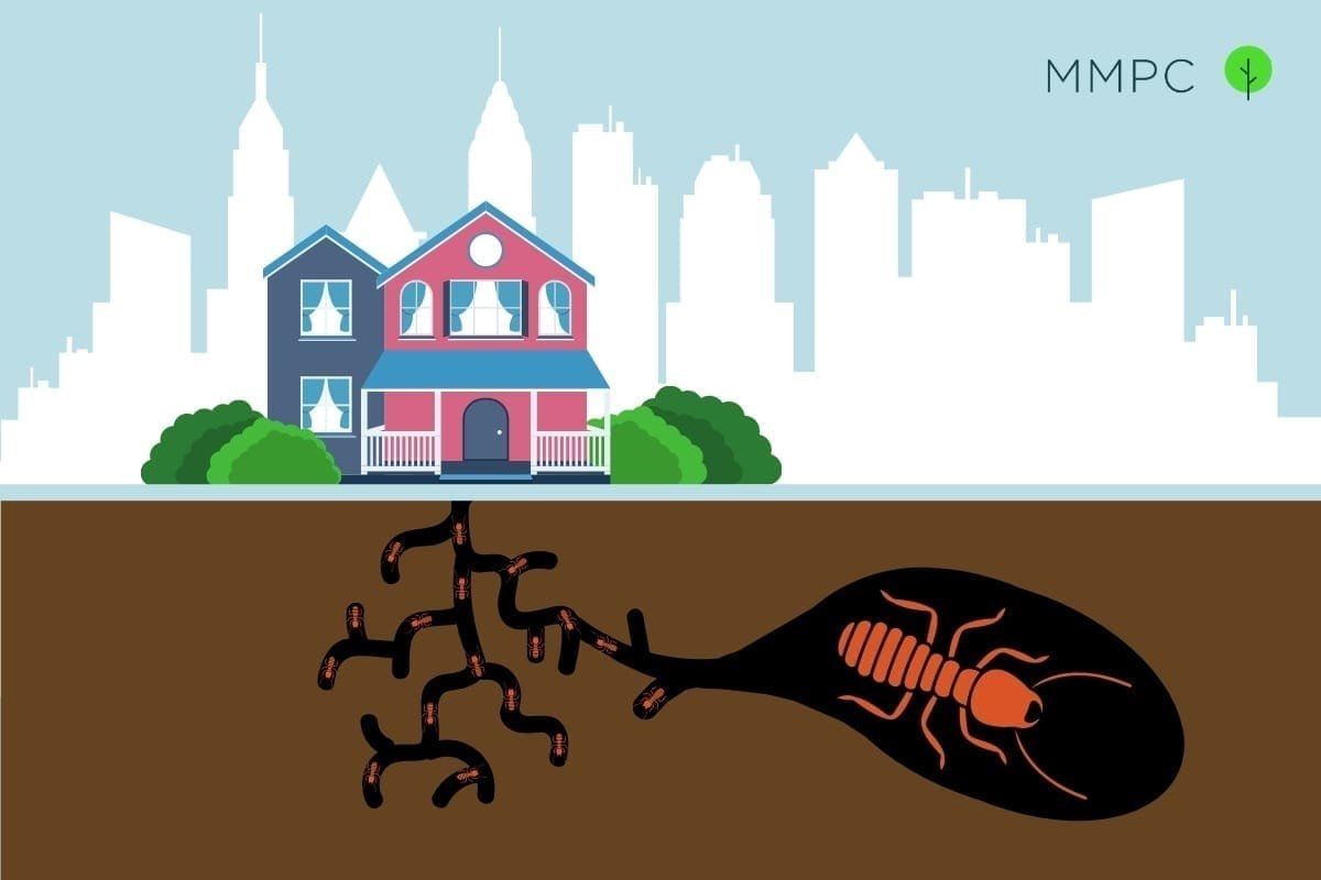 Termite control in NYC in 2021