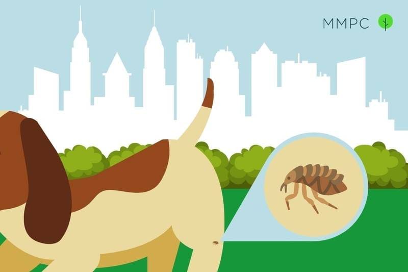 Flea control in NYC in 2021