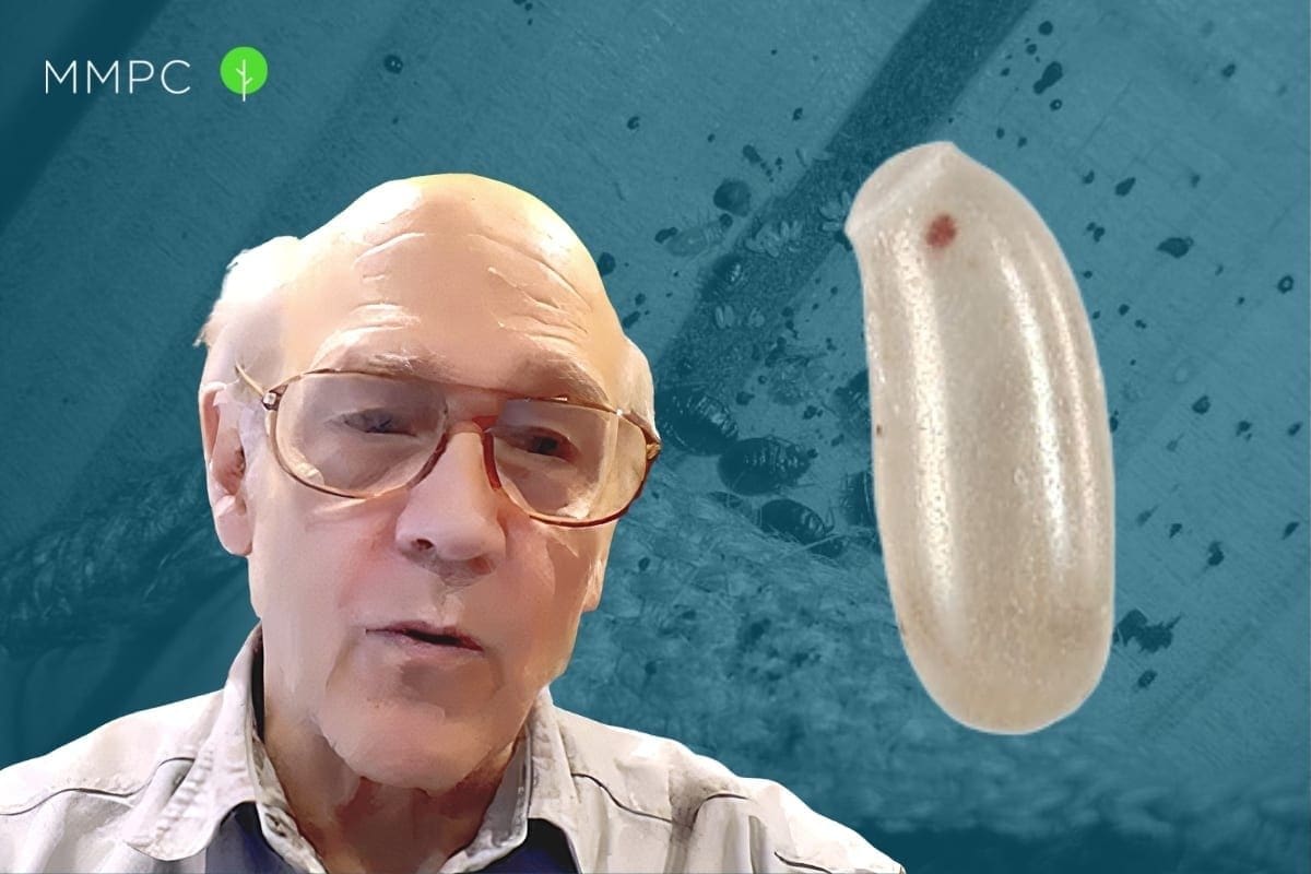 Entomologist explains how to identify bed bug eggs