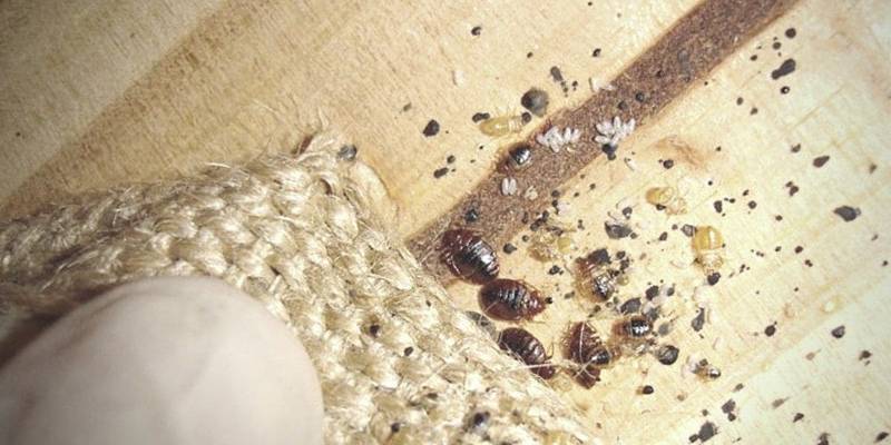 Signs of bed bugs include clusters of red itchy bumps that appear during the night