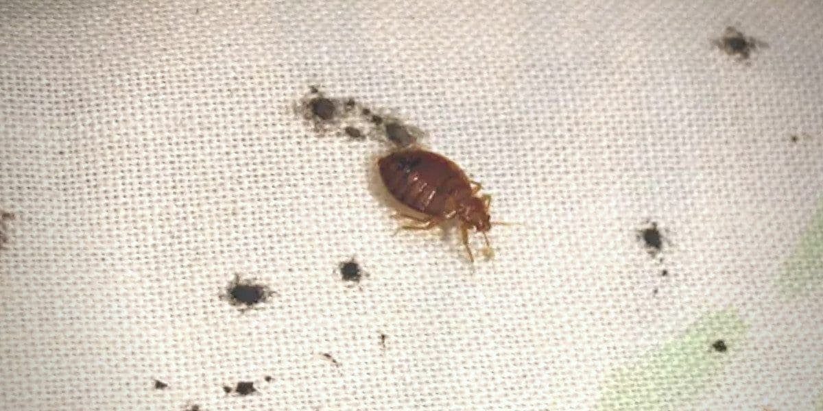 bedbugs droppings