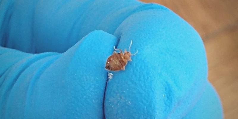Live adult bed bug found and captured by MMPC inspector