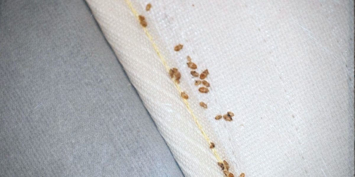 How to Know if You Have Bed Bugs 7 Early Signs to Look For