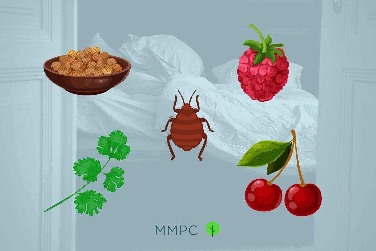 Bed bug pheromones have a distinct odor.