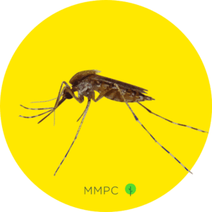 eastern saltmarsh mosquito