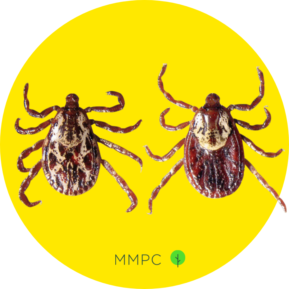 american dog ticks