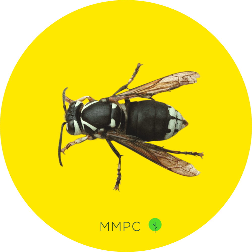 Bald-Faced Hornet