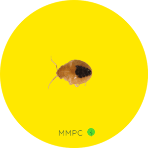 Bed bug nymph