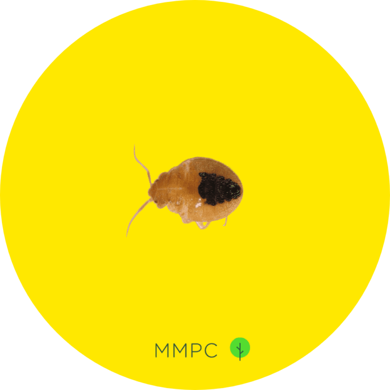 How to Know if You Have Bed Bugs 7 Early Signs to Look For