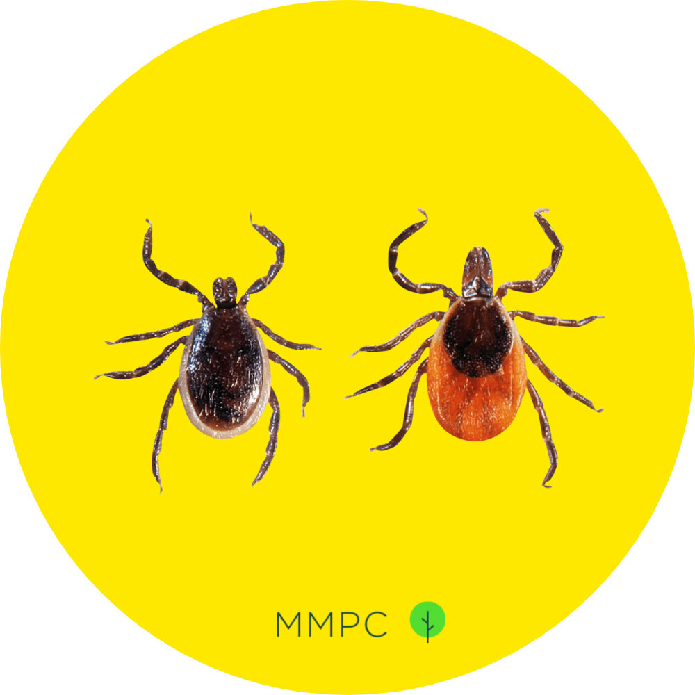 deer ticks