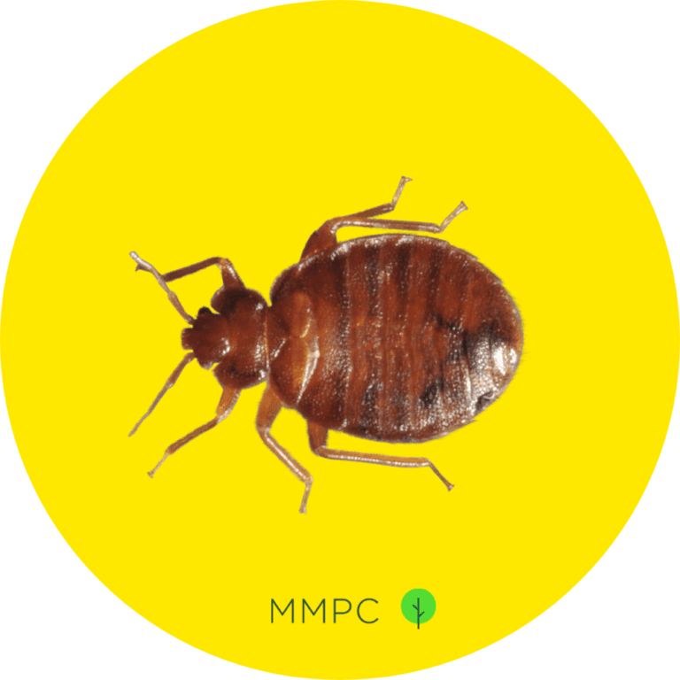 How to Know if You Have Bed Bugs 7 Early Signs to Look For