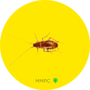 brown-banded cockroach