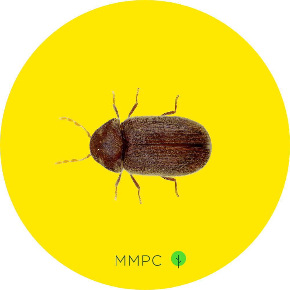 Drugstore Beetle