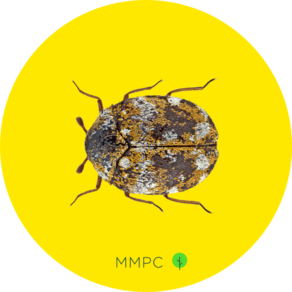 furniture carpet beetle