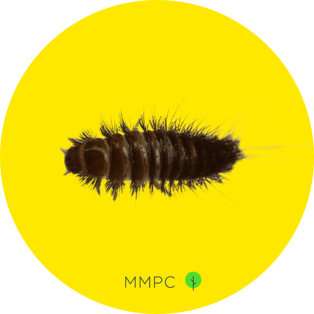 furniture carpet beetle larva