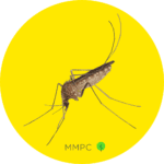 northern house mosquito