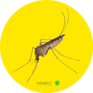 northern house mosquito