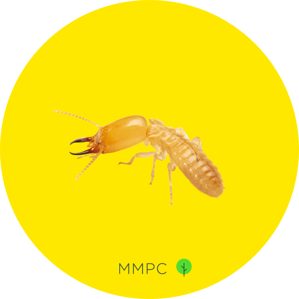 Eastern Subterranean Termite (Soldier)