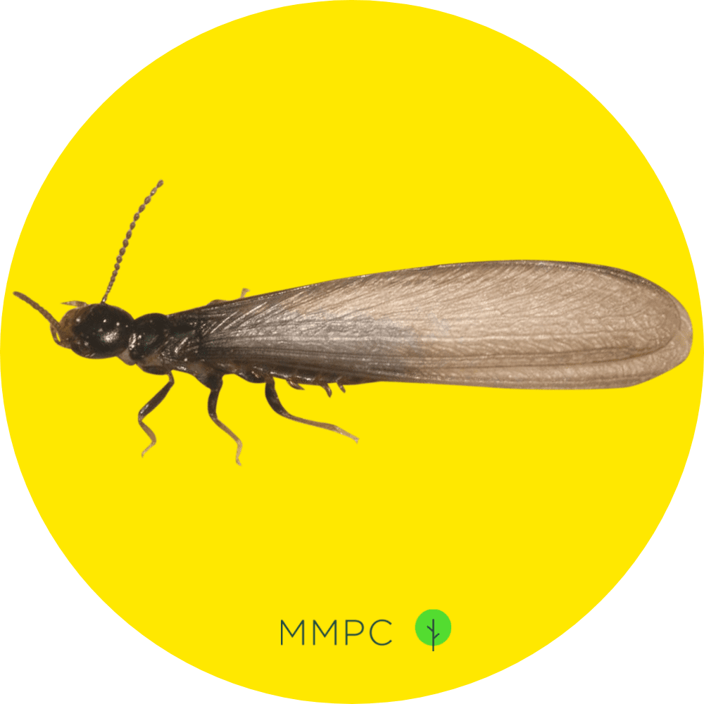 Eastern Subterranean Termite (Swarmer)