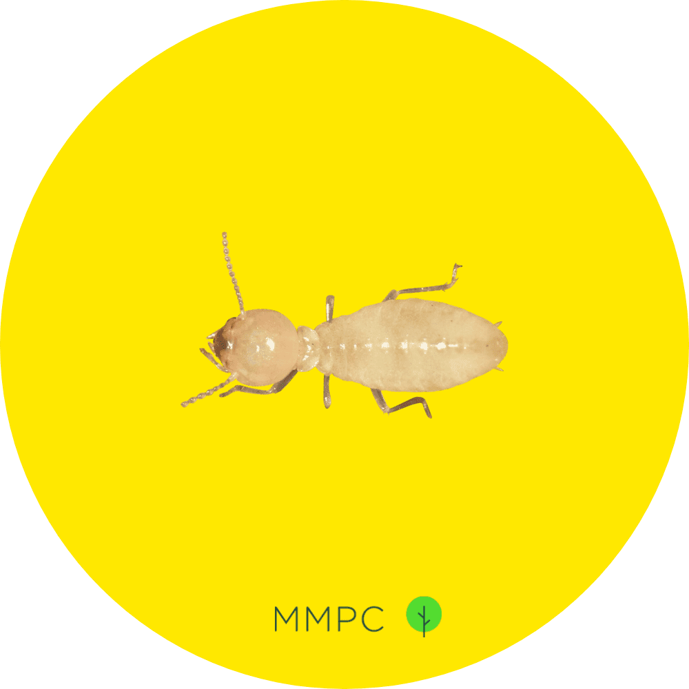 Eastern Subterranean Termite (Worker)