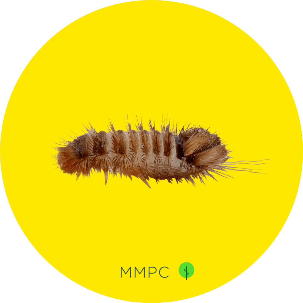 carpet beetle larvae