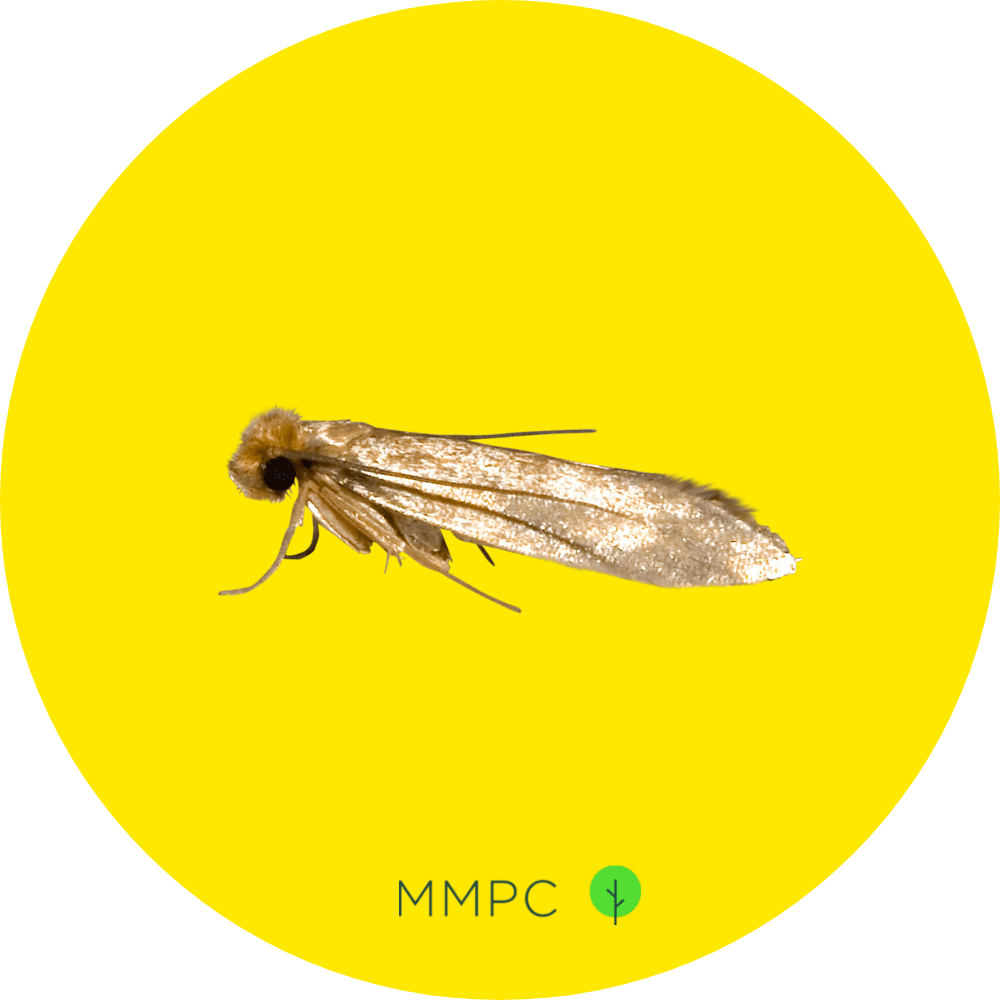 Webbing Clothes Moth