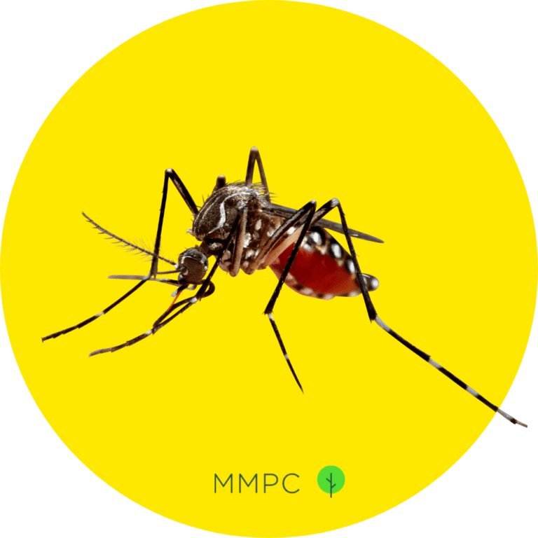 How To Prevent Mosquitoes From Breeding In Your Backyard