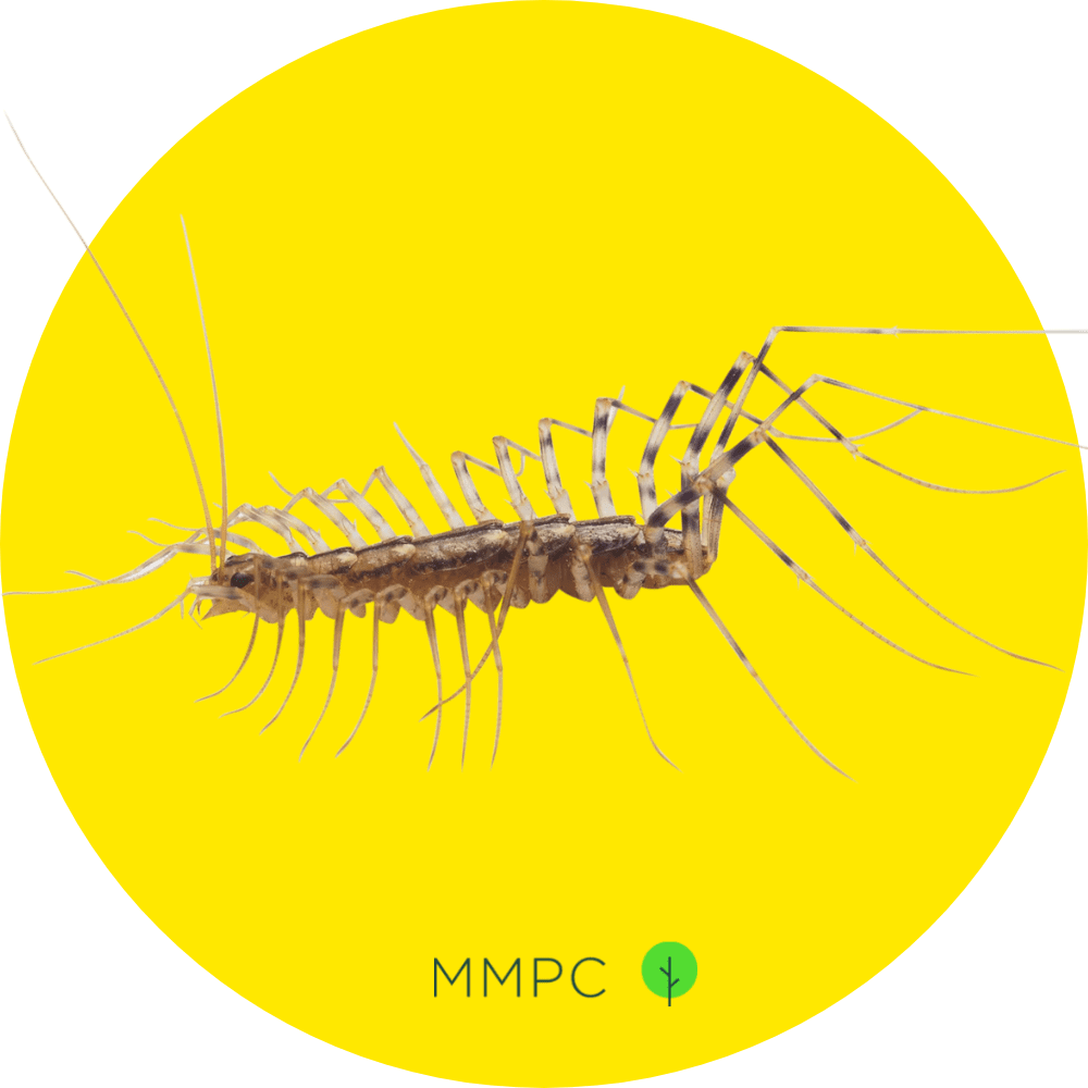 House Centipede
