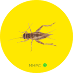 House Cricket
