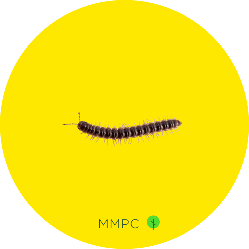 Garden Millipede