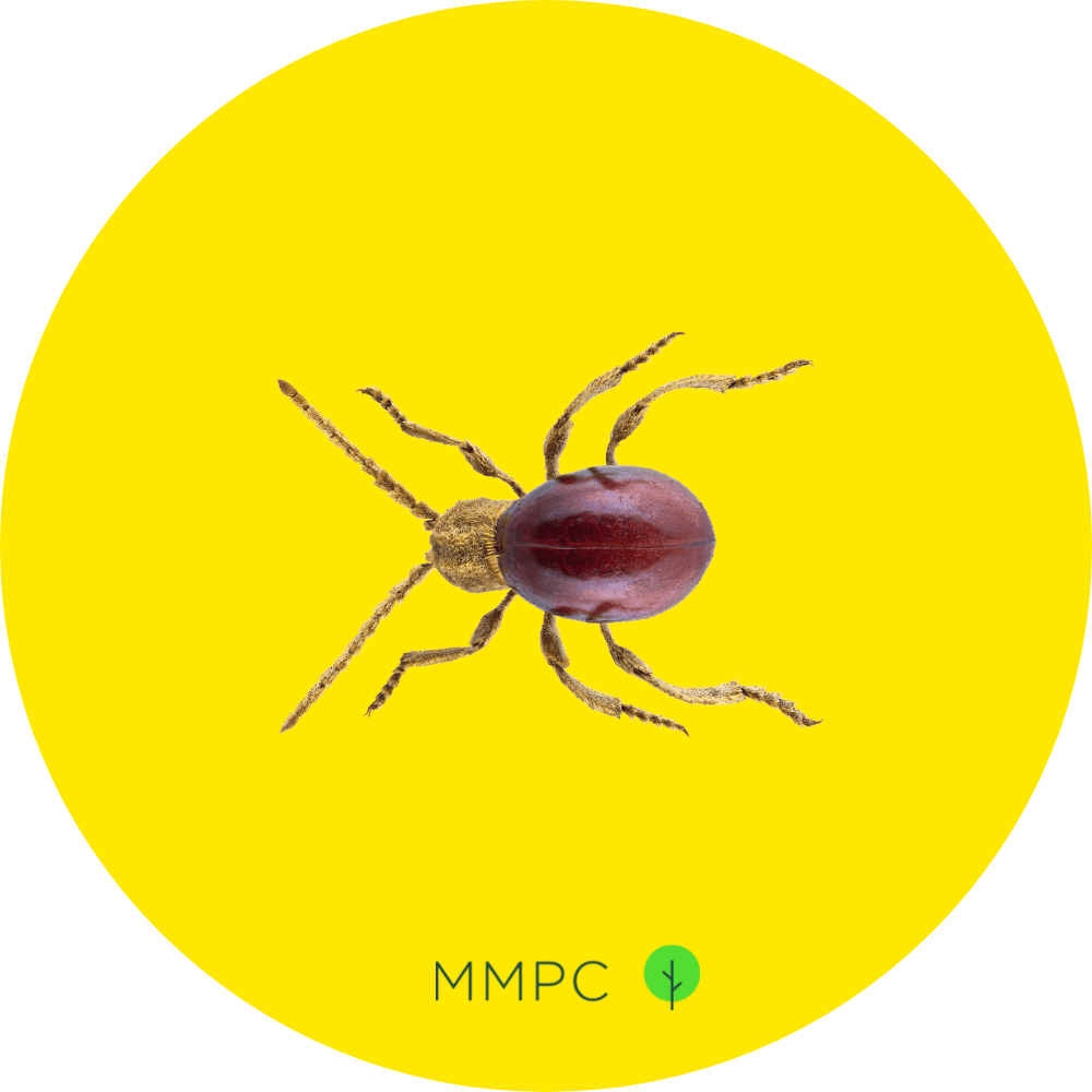 Shiny Spider Beetle