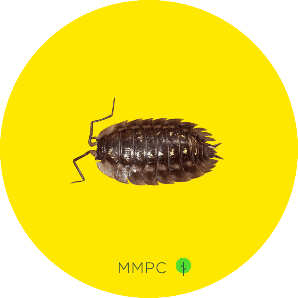 Sow Bug