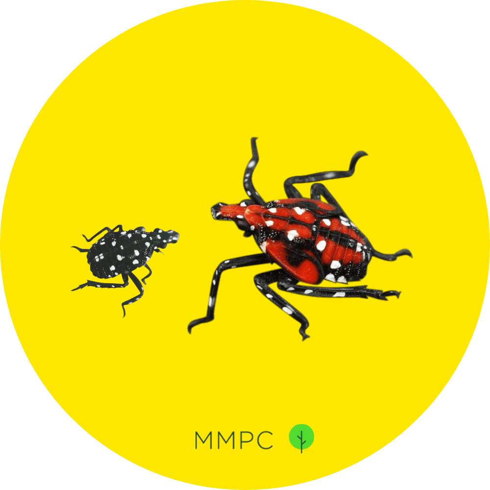 Spotted Lanternfly Nymphs