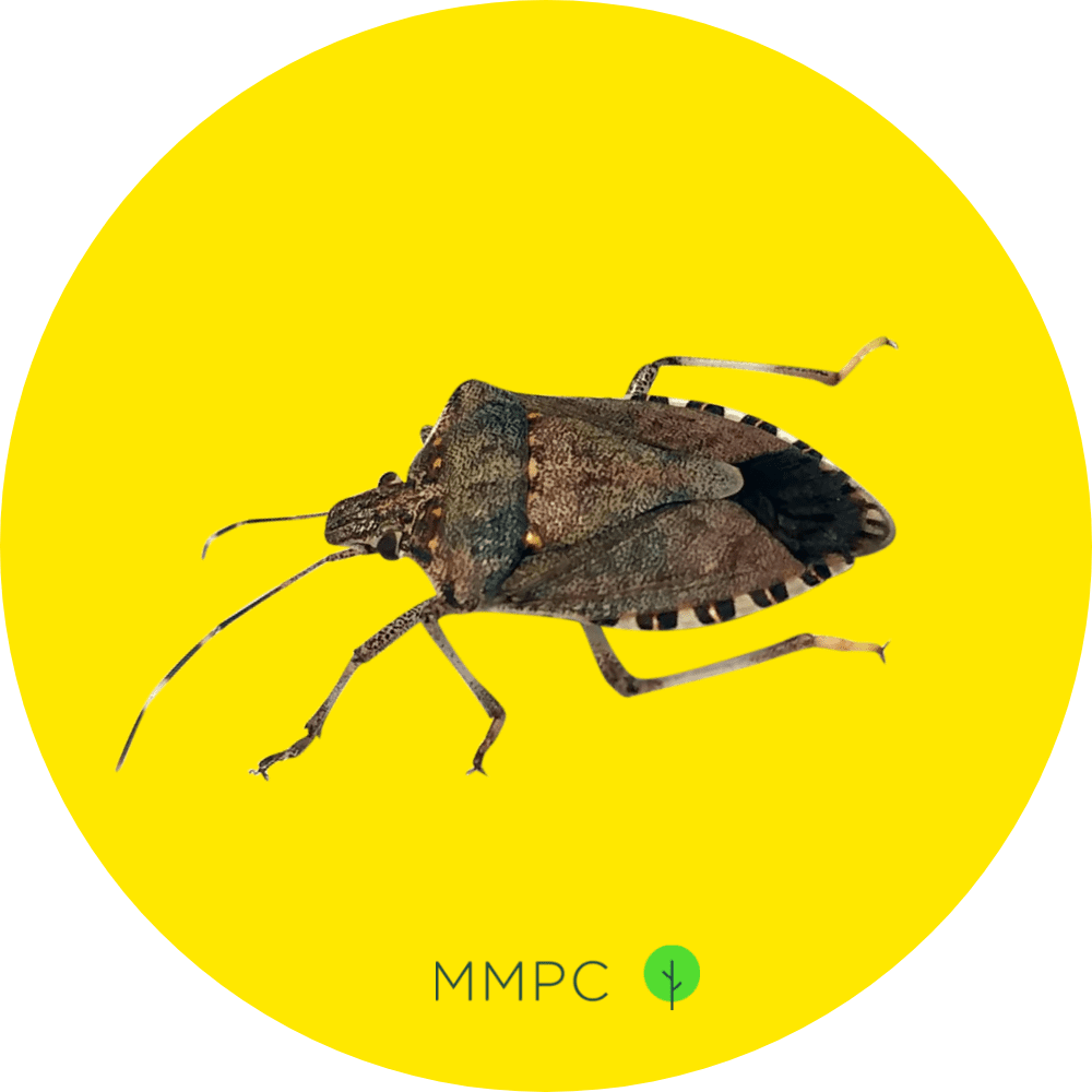 Stink Bug