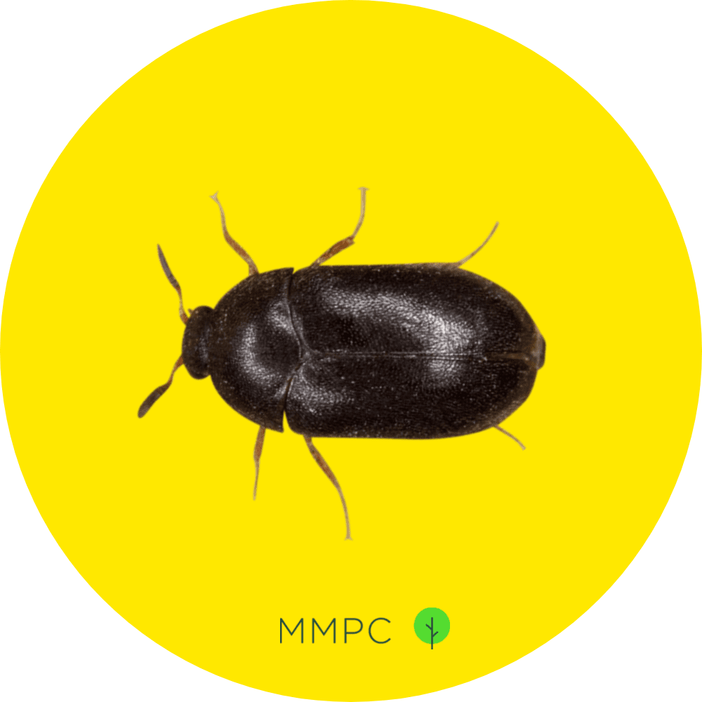 How To Know If You Have Carpet Beetles 5 Signs Look For