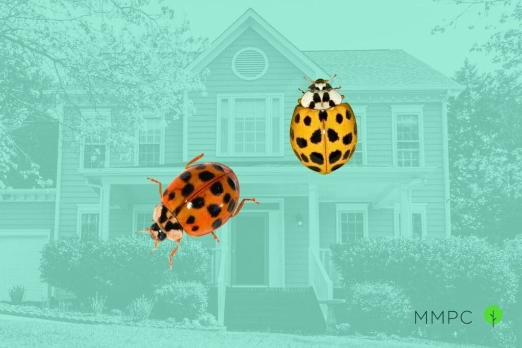 what are asian lady beetles