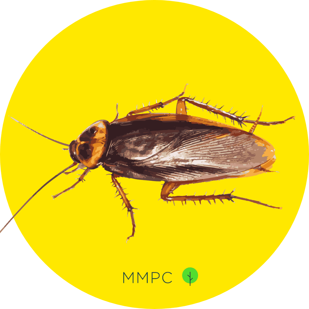 American Cockroach
