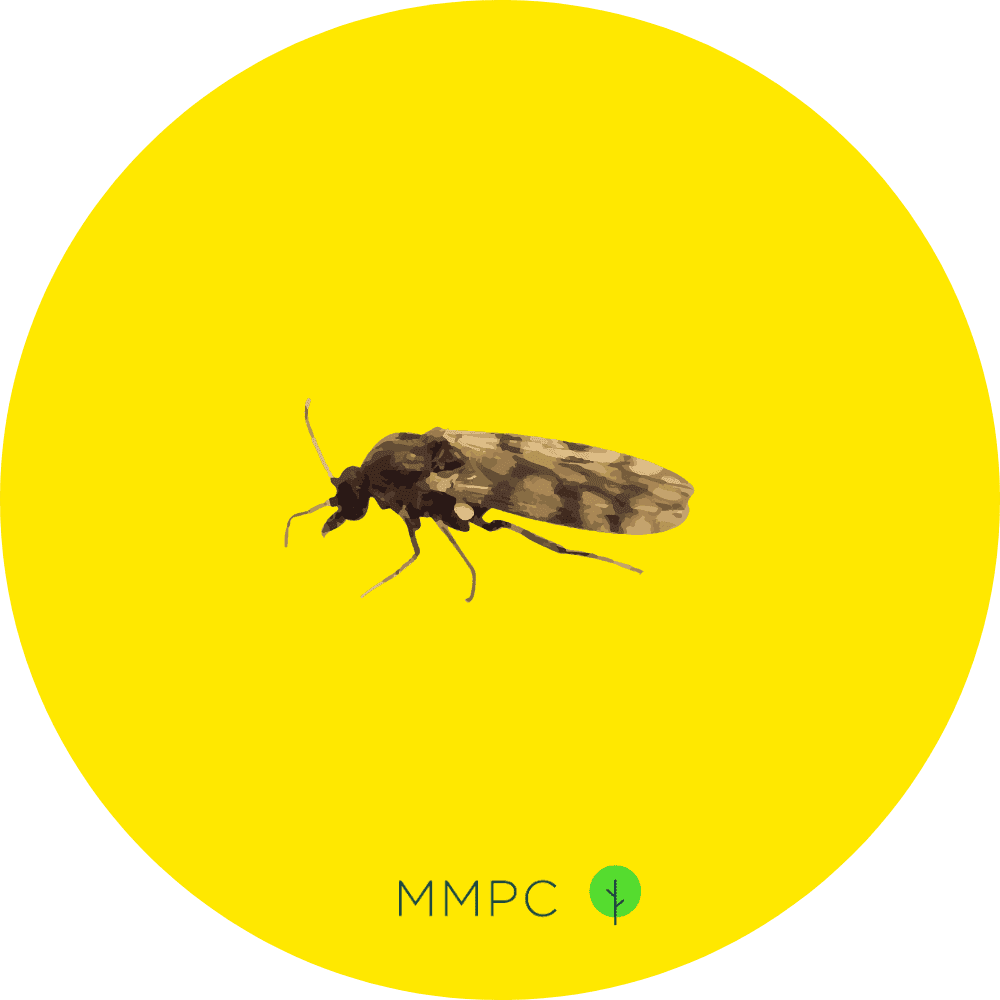 Biting Midge