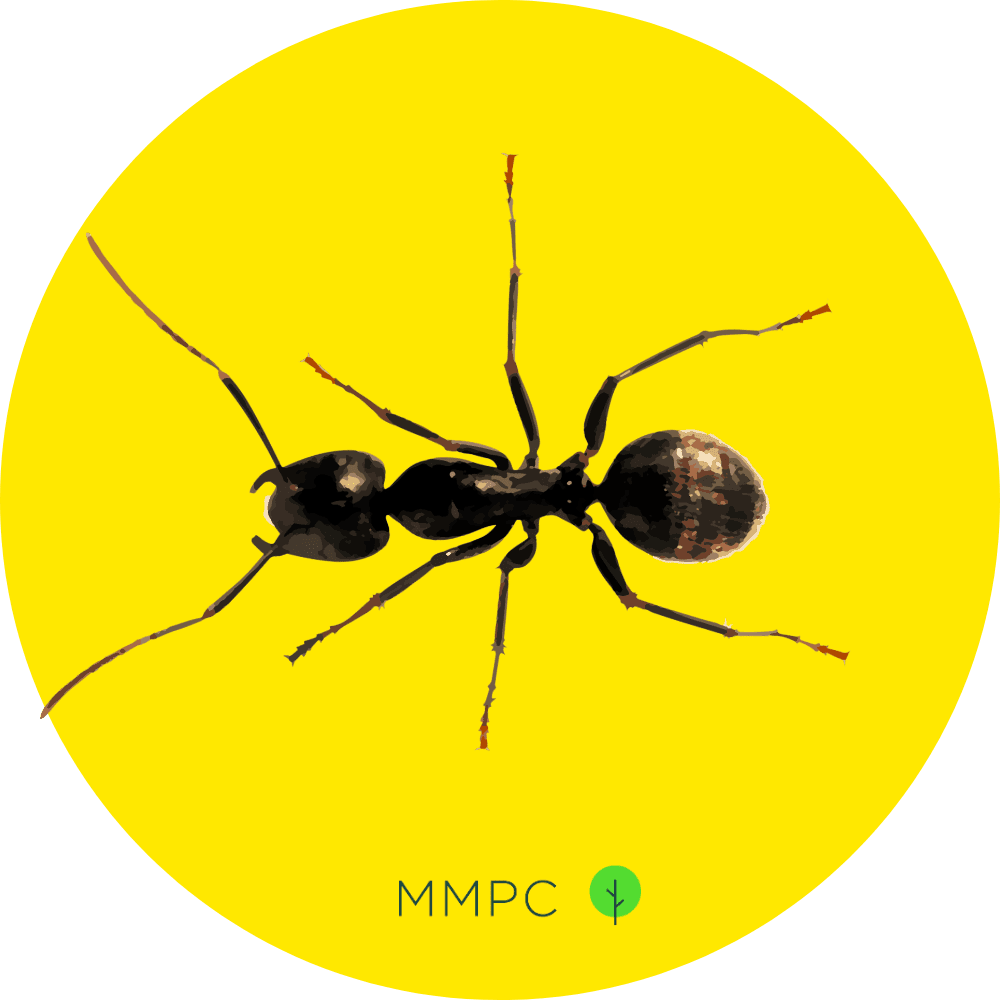 Black Carpenter Ant