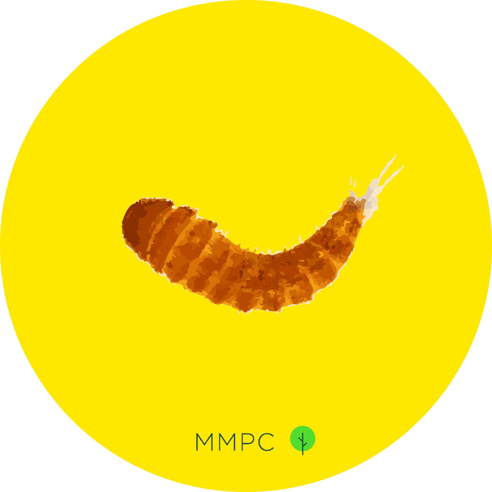 Black Carpet Beetle Larva