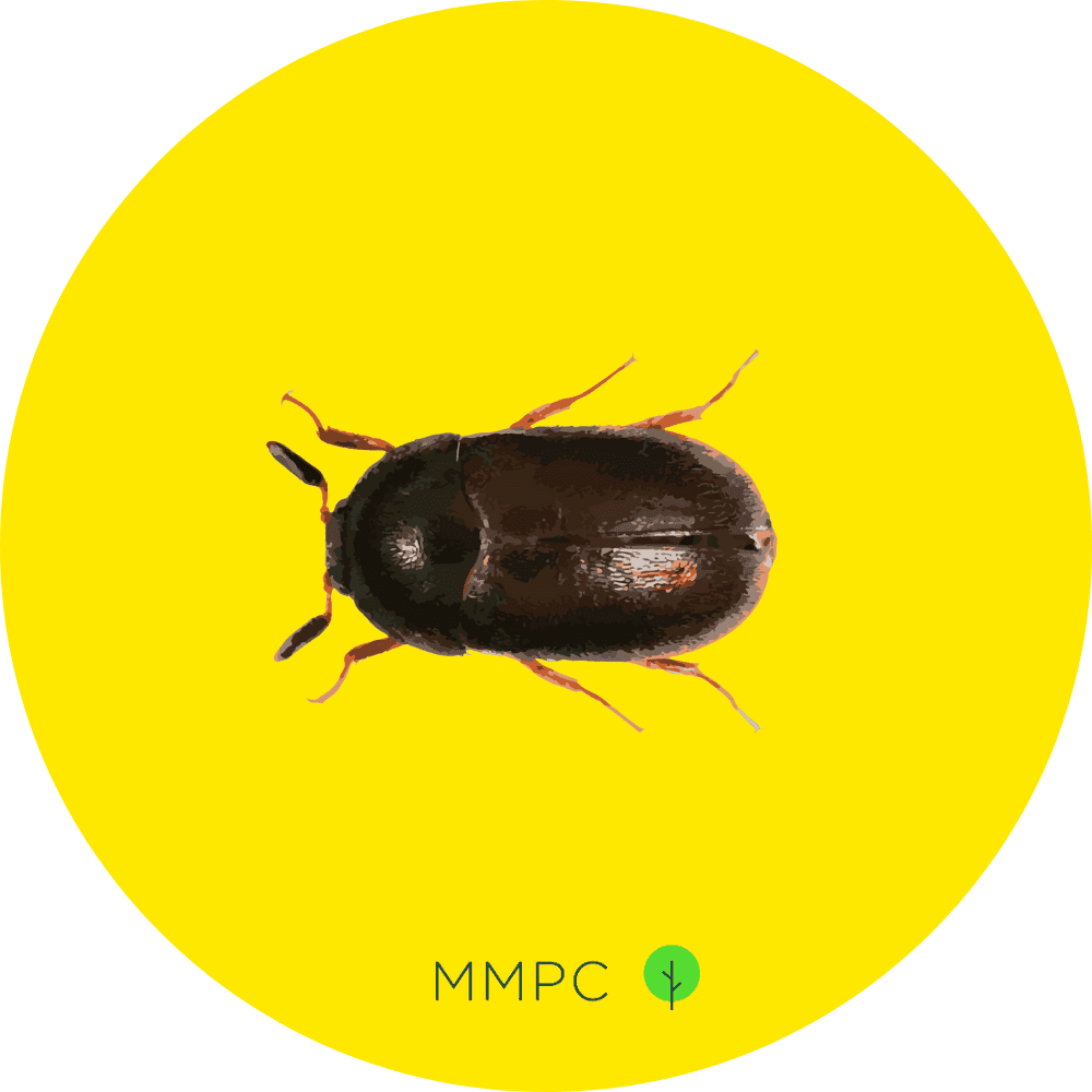 Black Carpet Beetle