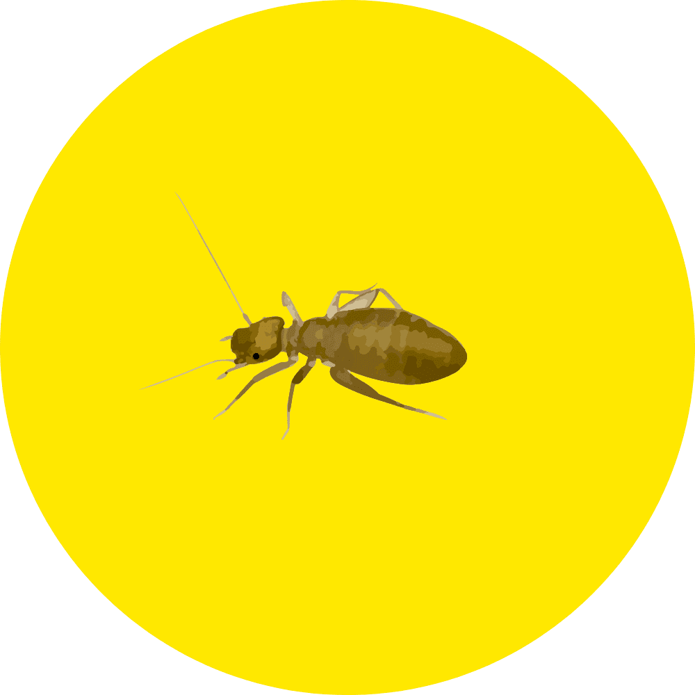 Booklouse
