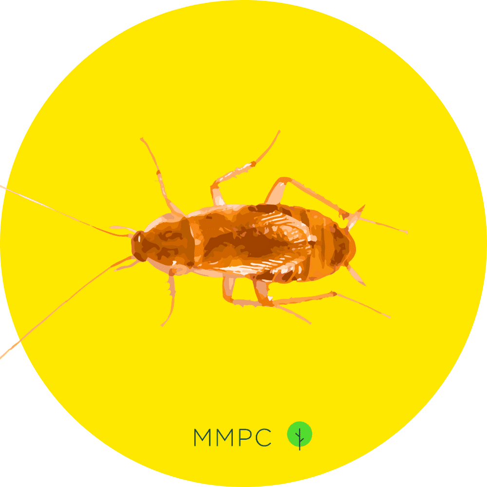 Brown Banded Cockroach