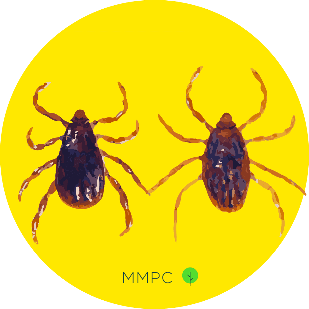 Brown Dog Tick