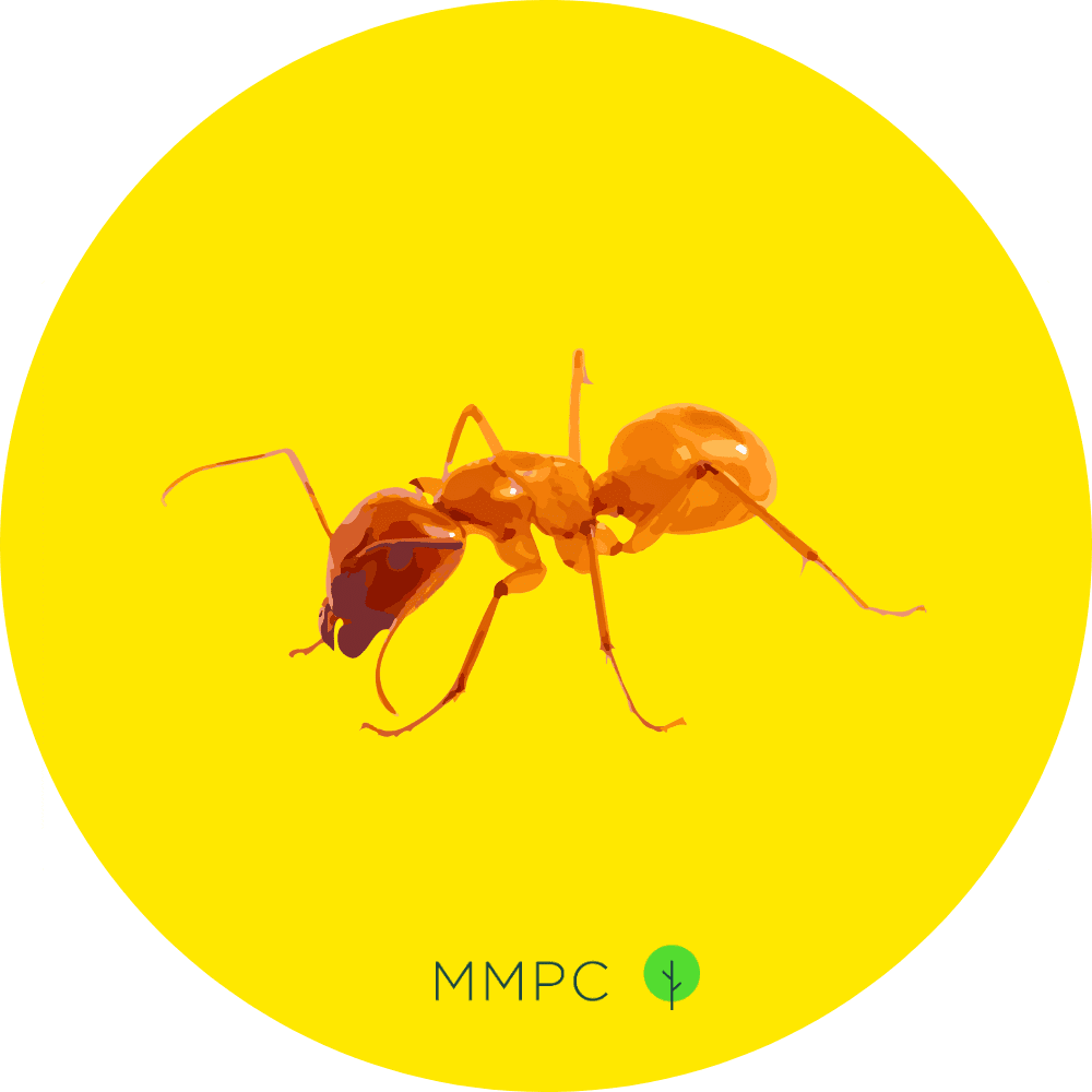 Chestnut Carpenter Ant