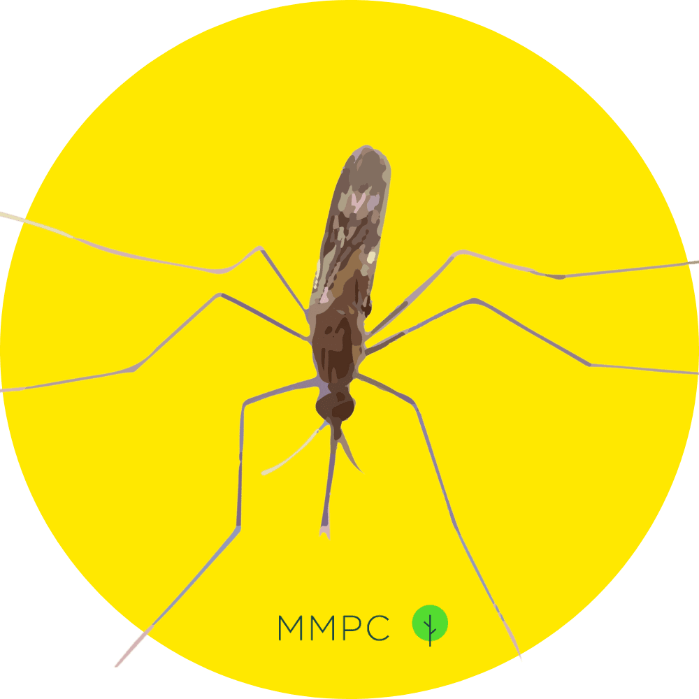 Common Malaria Mosquito