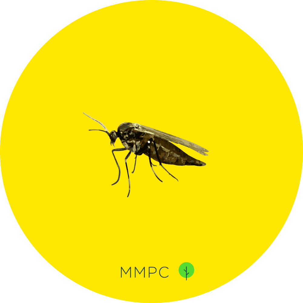 Dark Winged Fungus Gnat