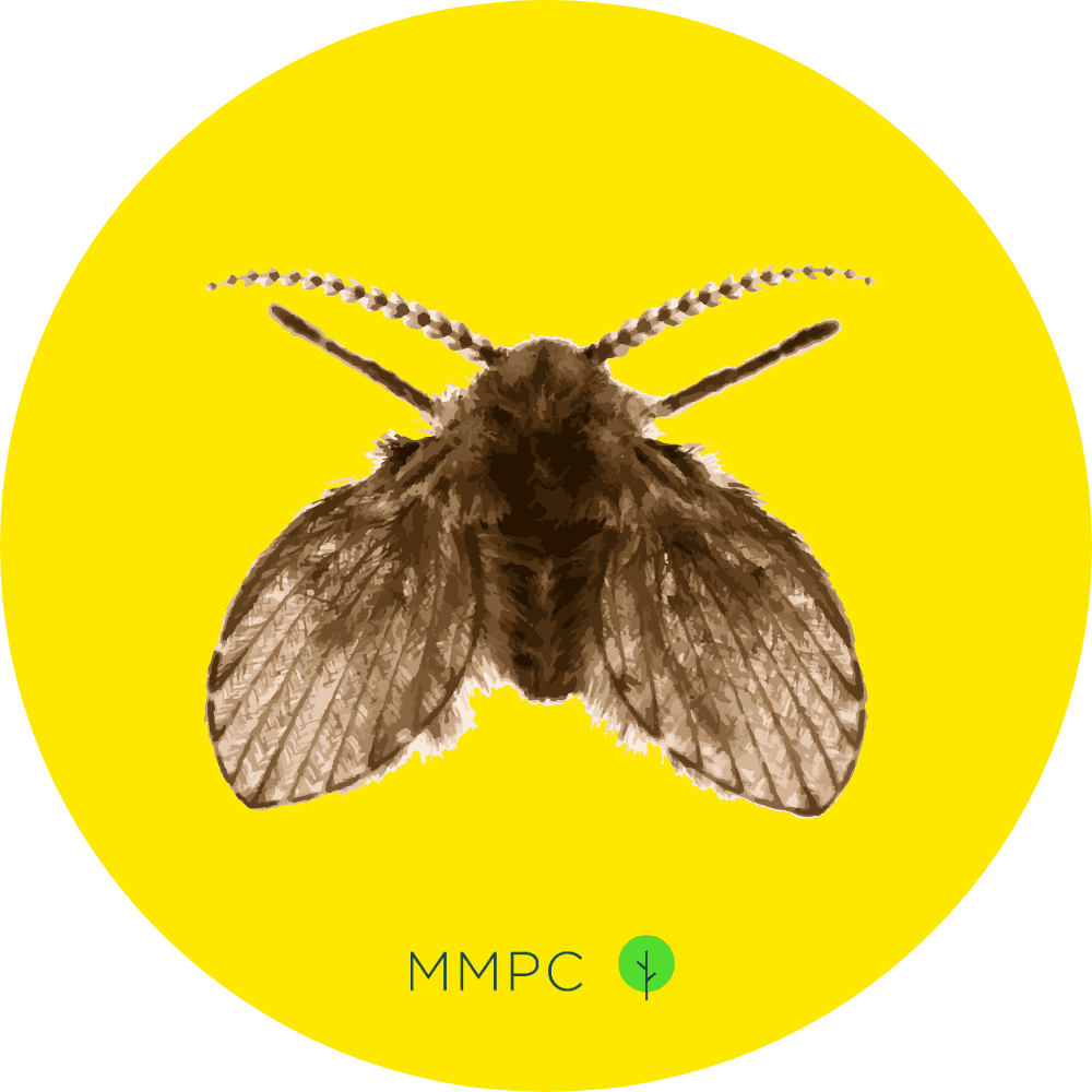 Drain Fly