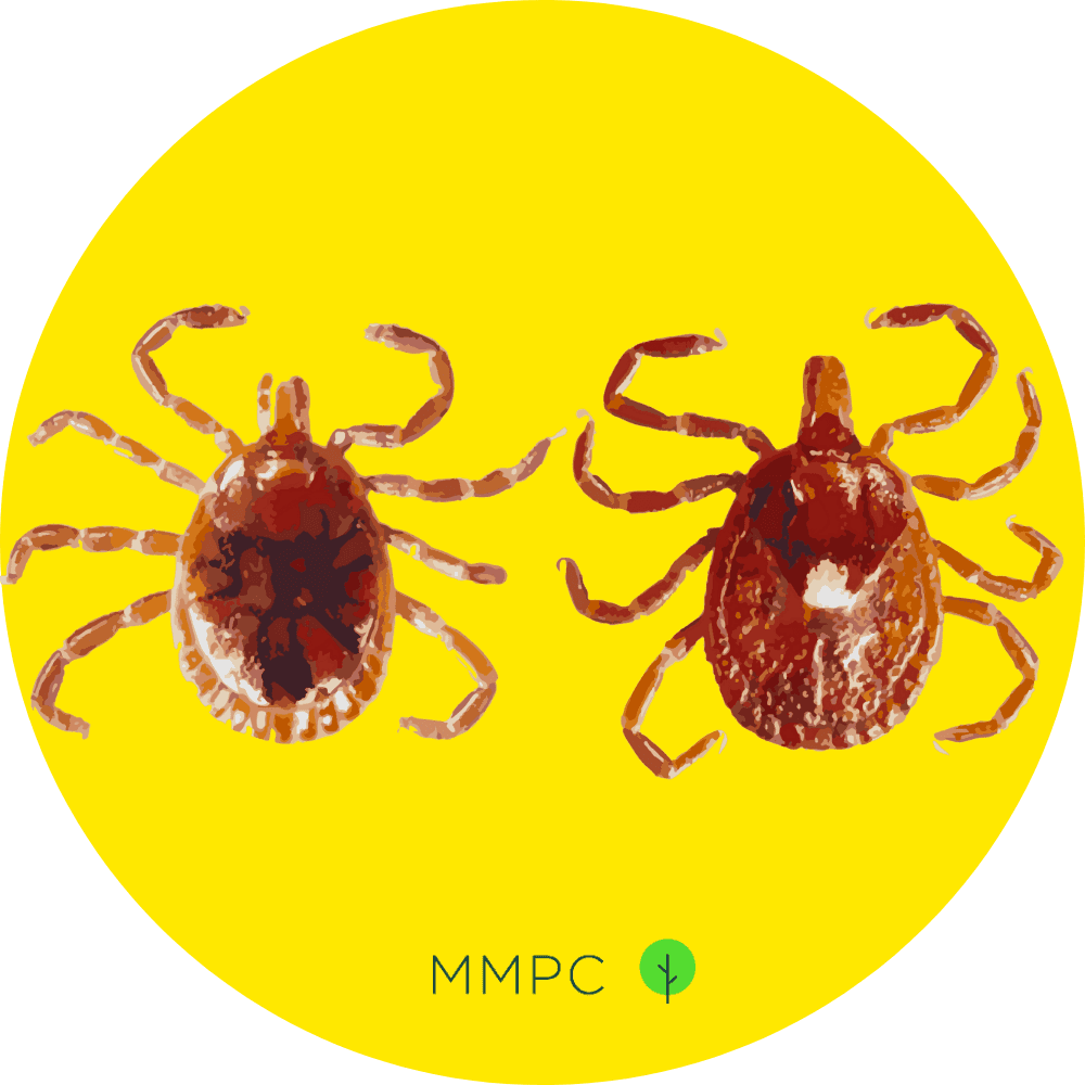 Lone Star Tick